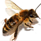 Illustration for article titled Want to hunt zombees? Listen to bats? Be a darkness detective?